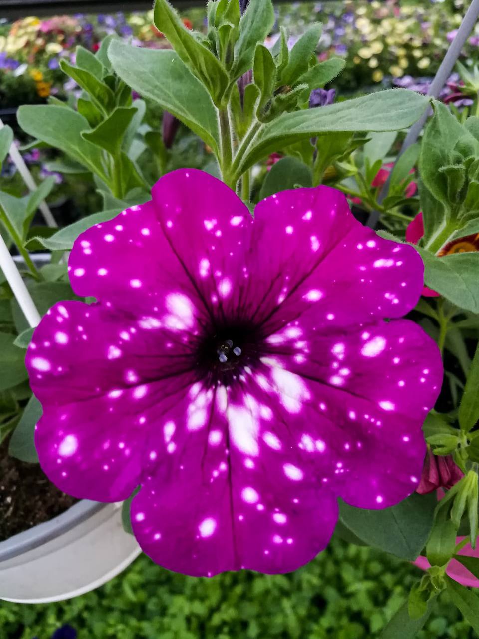 Петуния ампельная 